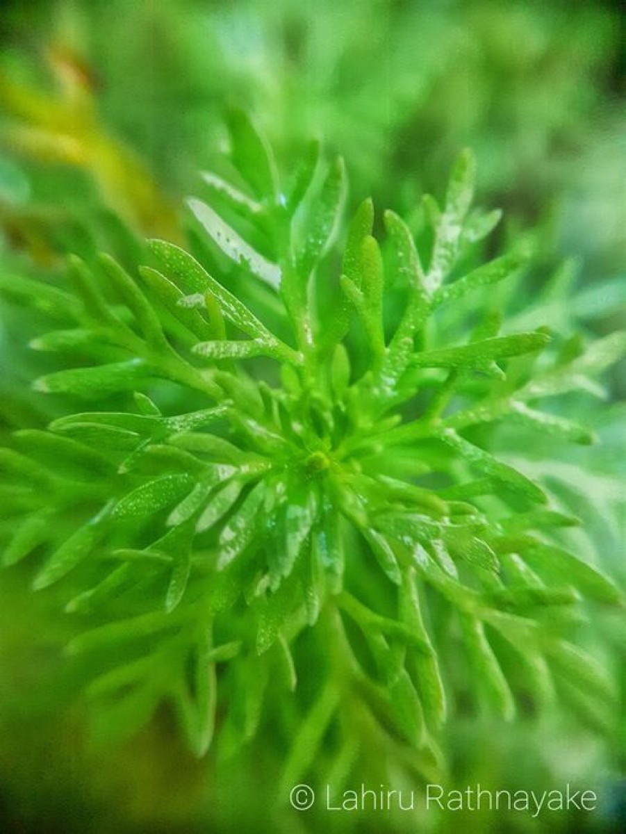 Limnophila sessiliflora (Vahl) Blume